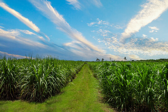 Sugarcane plantation and sugarcane plantation walkway during beautiful sky and white clouds in Thailand