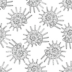 Obraz premium Shell pattern in a one line style. Outline of the plant: Black and white engraved ink art shells. Sketch wild flower for background, texture, wrapper pattern, frame or border.