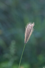 summer outdoor tiger tail grass，Chloris virgata Sw