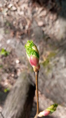 Beautiful linden branches with flowering buds close-up. Linden bud, embryonic shoot. Macro view tree branch buds, soft background. spring time concept.