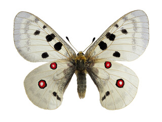 Apollo butterfly (Parnassius apollo) living in mountainous areas, isolated on white background