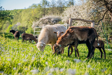 Sheeps in the spring