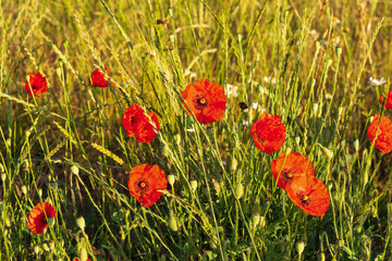 poppies in the field with bumble bee