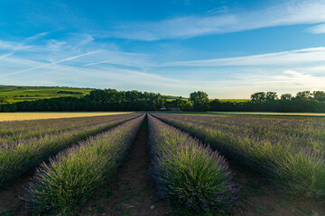 Fototapeta na wymiar landscape with a field of lavender