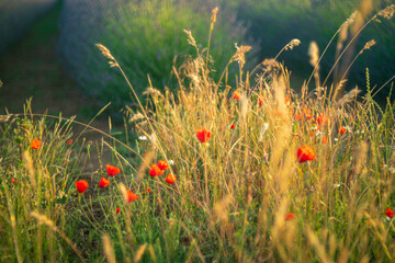 field of poppy