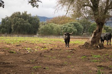 Brave bull of black color and big horns looking defiantly in the middle of the field next to a tree. Concept livestock, bravery, bullfighter, bullfight.