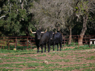 Pair of impressive brave bulls, black in color, with huge horns, next to some trees in the middle...