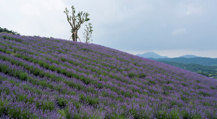 비탈진 언덕에 아름답게 핀 보라색 라벤더 꽃밭.