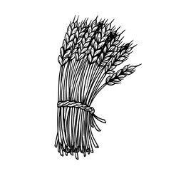 Illustration of sheaf of wheat in engraving style. Design element for emblem, sign, poster, package design. Vector illustration