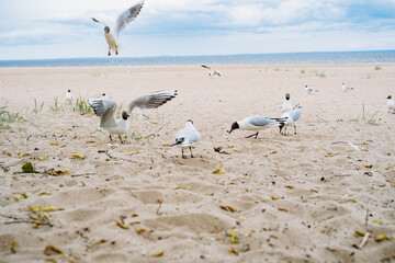 Obraz premium flock of sea gulls flying fighting for food on beach by the sea