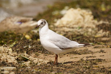 A seagull stands on the shore of a pond. The black-headed gull (Chroicocephalus ridibundus) is a small gull that breeds in much of the Palearctic including Europe and also in coastal eastern Canada.