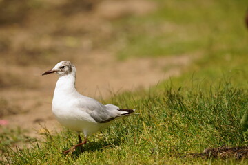 Seagull stands on a background of green grass. The black-headed gull (Chroicocephalus ridibundus) is a small gull that breeds in much of the Palearctic including Europe