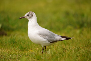 Seagull stands on a background of green grass. The black-headed gull (Chroicocephalus ridibundus) is a small gull that breeds in much of the Palearctic including Europe