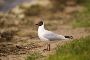 Fototapeta premium The black-headed gull (Chroicocephalus ridibundus) is a small gull that breeds in much of the Palearctic including Europe and also in coastal eastern Canada.