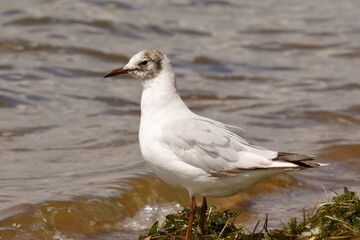 Obraz premium A seagull stands on the shore of a pond. The black-headed gull (Chroicocephalus ridibundus) is a small gull that breeds in much of the Palearctic including Europe and also in coastal eastern Canada.