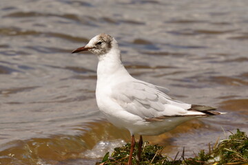 A seagull stands on the shore of a pond. The black-headed gull (Chroicocephalus ridibundus) is a small gull that breeds in much of the Palearctic including Europe and also in coastal eastern Canada.