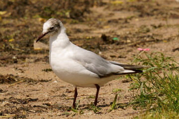 Fototapeta premium A seagull stands on the shore of a pond. The black-headed gull (Chroicocephalus ridibundus) is a small gull that breeds in much of the Palearctic including Europe and also in coastal eastern Canada.