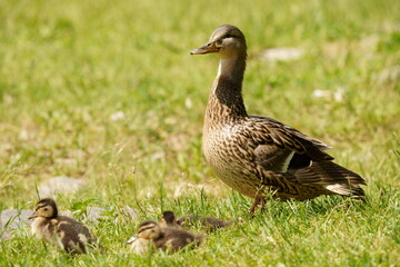 The duck is resting in the green grass