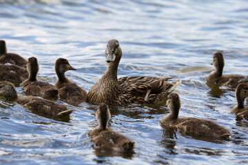 Mallard ducklings swim in the water