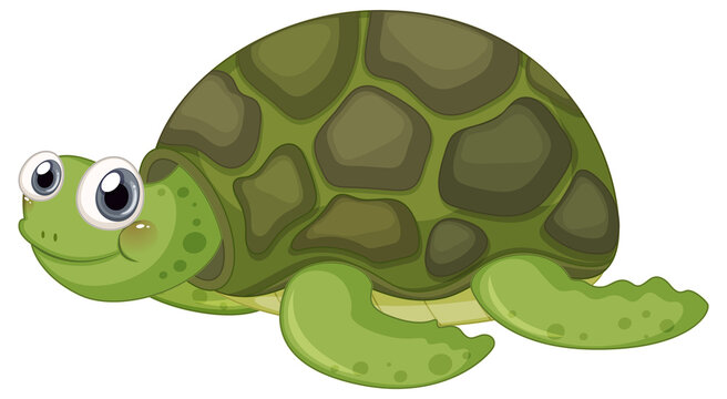 Cute turtle cartoon character on white background