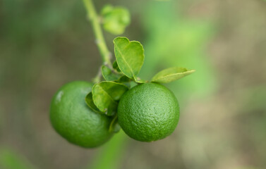 green lemons on tree in garden