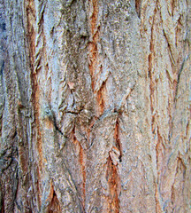 Tree Pattern - Real Tree Texture