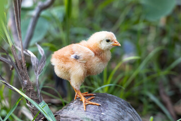 cute chick on wooden with light nature backdrop. chicken one day old.