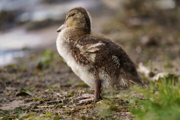 A mallard duckling stands near the water