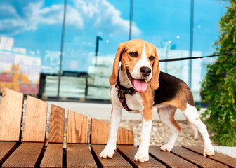 Beagle dog stands on a bench. The dog is four months old. A very beautiful dog has a WAUDOG harness. The photo was taken in Lviv on June 10, 2022. The background is blurred