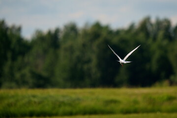 Bird in flight.. The common tern (Sterna hirundo) is a seabird in the family Laridae.