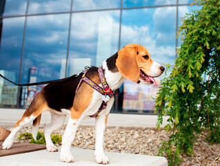 Beagle dog stands on a bench. The dog is four months old. A very beautiful dog has a WAUDOG harness. The photo was taken in Lviv on June 10, 2022. The background is blurred