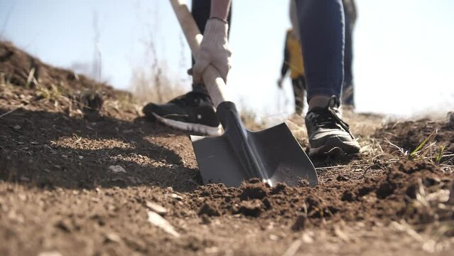 Man digging earth with a shovel in his garden. Cultivation of the land before planting seedlings
