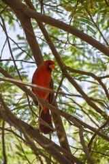 cardinal on a branch