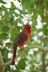 cardinal on a branch