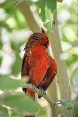 cardinal on a branch