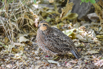 quail on the ground
