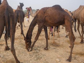 Camels gathered for trade at pushkar camel fair in India
