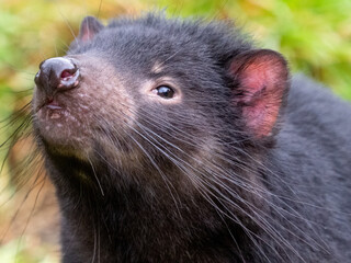 Close up of the face of Tasmanian Devil
