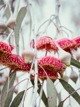 Flowering Silver Princess Gum Tree