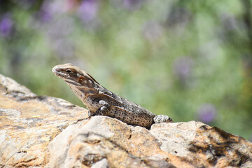 baby iguana on a rock