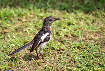 oriental magpie robin female.