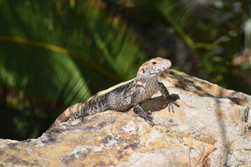 baby iguana on a rock