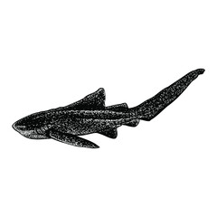 zebra shark hand drawing vector illustration isolated on background