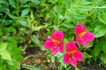 赤色のアルストロメリア