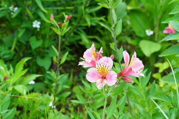 ピンクのキバナユリズイセンの花