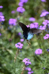 black and blue butterfly with background of purple flowers