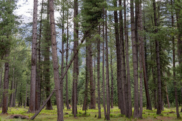 Cedar tree forest in Kumrat, Khyber pakhtunkhwa, Pakistan