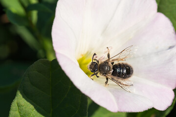 A Hard-Working Bee is Gathering Pollen from a White Flower on a Hot Summer Day