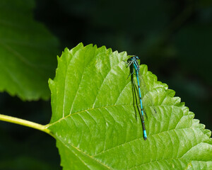 A Beautiful Blue Damselfly is Resting on a Leaf and Enjoying the Heat of the Summer