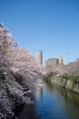 東京の桜並木